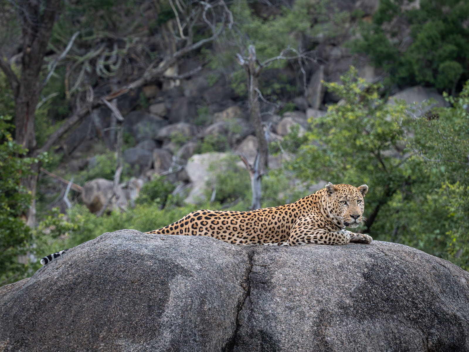 Nyati Safari Lodge